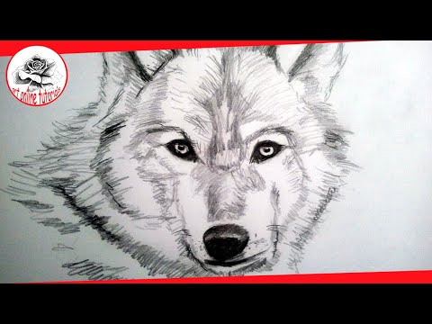 how to draw step by step a wolf