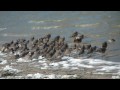 Shorebirds at Howard Park, Tarpon Springs, FL