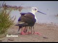 Cigüeñuela - Himantopus himantopus Cigüeñuela - Himantopus himantopus