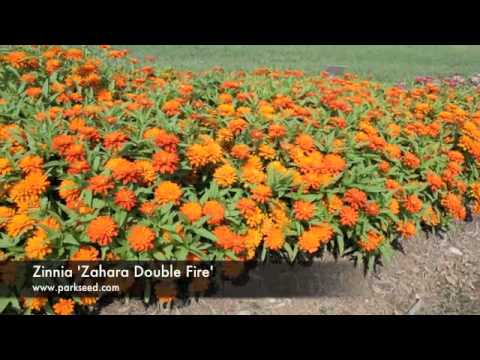 how to grow zinnias in a containers