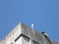 Click here to watch this video Slechtvalk De Mortel hangt aan lamp vast????