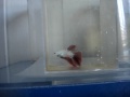videos de PLATNiUM RED DRAGON MALE HALFMOON FOR SALE - $30 usd + S&H