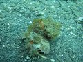 A walking scorpionfish