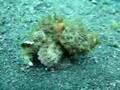 A walking scorpionfish