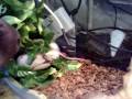 Suriname boa constrictor ( constrictor ) royal / ball python