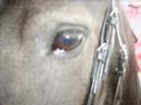 auke