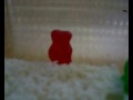 Biez Corp- Gummy�s  (The Legend)