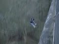 bridge swing