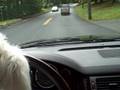 Driving with Duppy