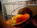 videos de STUNNER VS MONKEY