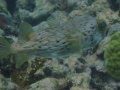 Marine Biology- Florida Keys Snorkeling