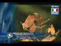 cristicchi-ti-regaler-una-rosa-sanremo-2007.html
