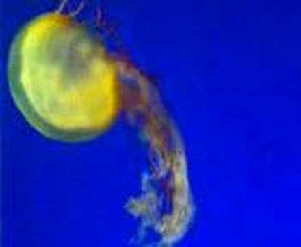 Jellyfish (Scyphozoa)