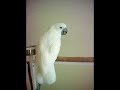 Sophie - Bird Talk