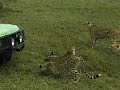 A Moment of Peace &amp; Quiet with Afican Cheetahs by John-Roger