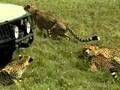 A Moment of Peace & Quiet with Afican Cheetahs by John-Roger