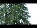 videos de Poiana Brasov, Romania, Nov. 2008