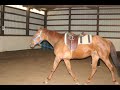 My first horse. My first horse.