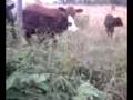 pooping cows eww