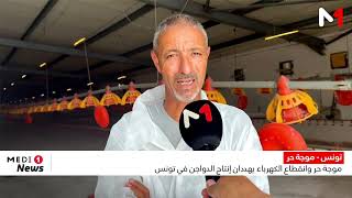 موجة حر وانقطاع الكهرباء يهددان إنتاج الدواجن في تونس