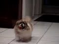 My Dog Trying to Catch a Ball My Dog Trying to Catch a Ball