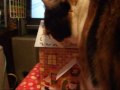 猫とChristmas - Cat enjoys Xmas.