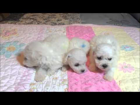 Bichon Frise male puppy available for sale