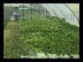 Aquaponics