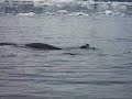 leopard seal eats lunch leopard seal eats lunch