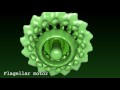 Flagellar motor