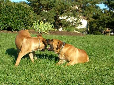 boerboel