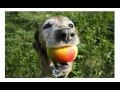 Dogs,Chewing,Problems