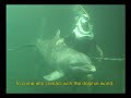 Delphinus Trek, the ultimate interaction swim with dolphins in the world. Delphinus Trek, the ultimate interaction swim with dolphins in the world.