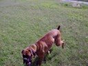Sr Milu de Monterrey - Boxer