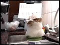 la sangrienta muerte de freezer