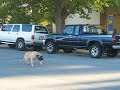 English Mastiff - Beginning off leash obedience dog training English Mastiff - Beginning off leash obedience dog training