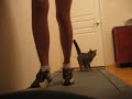 Кошка на беговой дорожке~Running cat~.avi