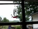 Hummingbirds in the Ozarks