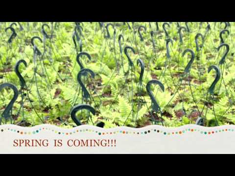 how to fertilize autumn ferns