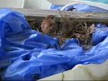 Carolina Wren\ Carolina Wren\