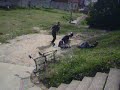 os felinos