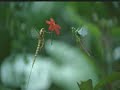 New Indian Vodafone commercial - May fly