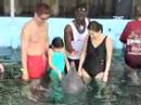 Dolphin Encounter