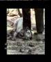 Maltreatment of animals