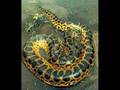 Worlds Biggest Snakes