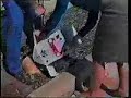 cat attacks man verry funny 