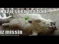 lolcatz icanhascheezburger funny cats