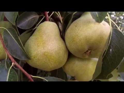 Pear Farm In Australia . Vườn Lê ở Úc