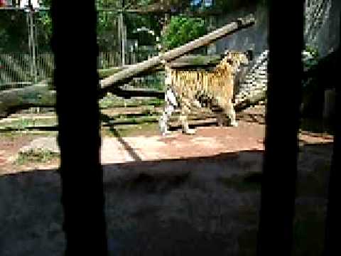 MANCHURIAN TIGER