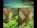 Improve Fiber Digestion for Increased Feed Efficiency = Amaferm